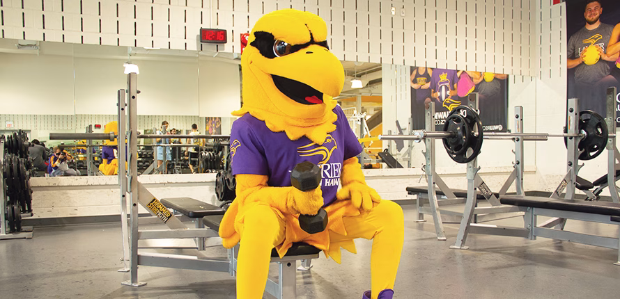 Midas the Golden Hawk mascot
